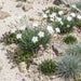 Sand-Nelke (Dianthus arenarius) in Blüte im naturnahen Garten (KI-generiert)
