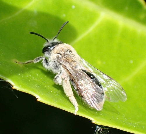 abeille des sables — Bild 4