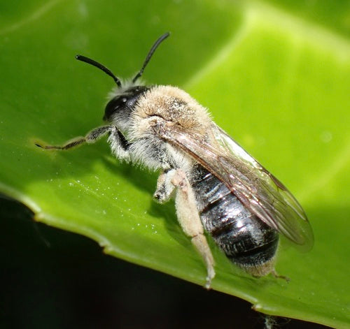 abeille des sables — Bild 3