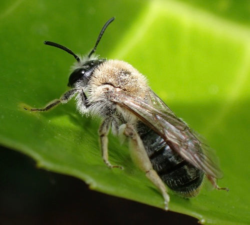 abeille des sables — Bild 5