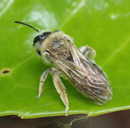 abeille des sables — Bild 2