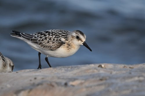 Sanderling — photo 5 sur 10
