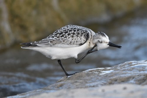 Sanderling — photo 4 sur 10