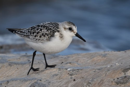 Sanderling — photo 3 sur 10