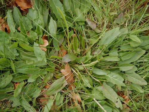 oseille — Bild 2