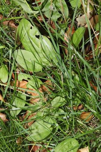 oseille — Bild 5