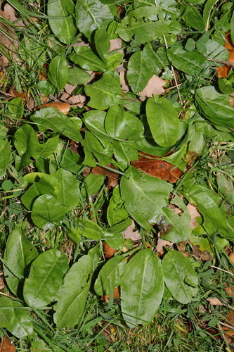 oseille — Bild 3