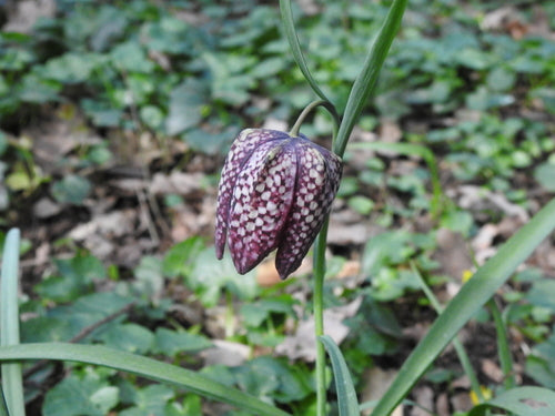 fleur en damier — photo 2 sur 8