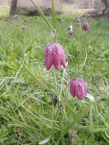 Schachbrettblume - Bild 3