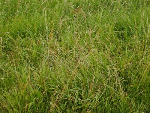 Fétuque ovine — Bild 3