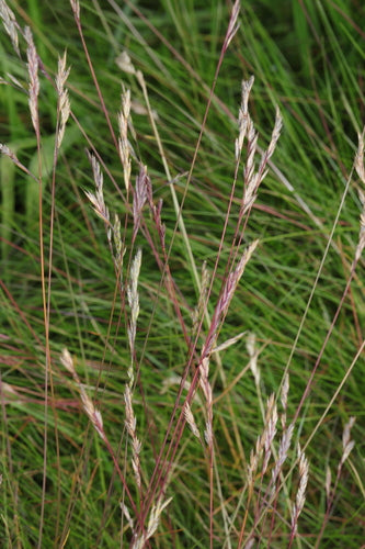 Fétuque ovine — Bild 5