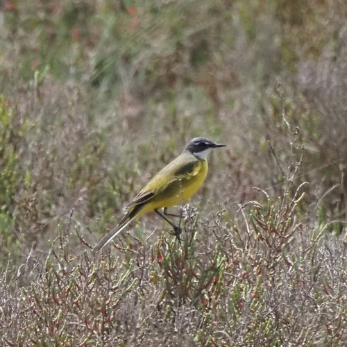 Bergeronnette jaune — Bild 4