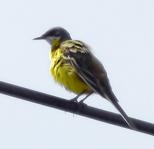 Bergeronnette jaune — Bild 2