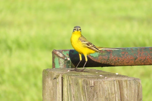 Bergeronnette jaune — Bild 3