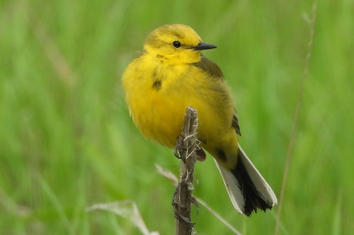 Bergeronnette jaune — photo 3 sur 8