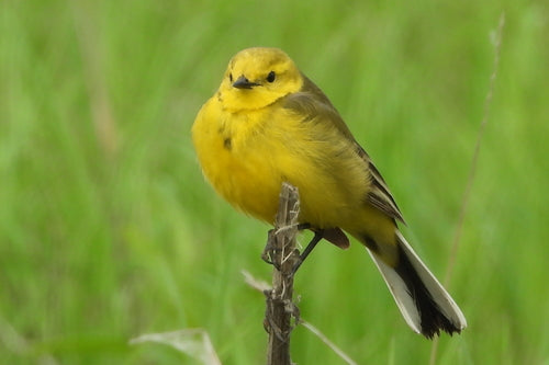Bergeronnette jaune — Bild 5