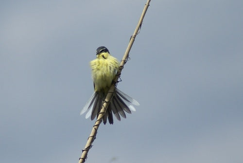 Bergeronnette jaune — Bild 1