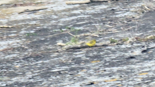 Bergeronnette jaune — photo 1 sur 8