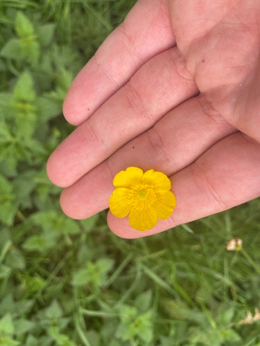 Bouton d'or épicé — Bild 4