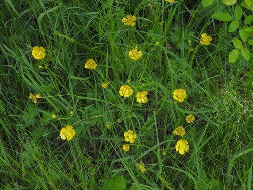 Bouton d'or épicé — Bild 5