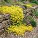 Scharfer Mauerpfeffer (Sedum acre) in Blüte im naturnahen Garten (KI-generiert)