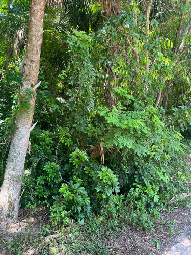 Schefflera — Bild 5