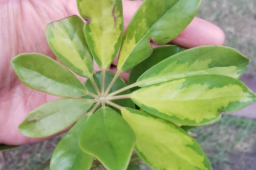 Schefflera — Bild 4
