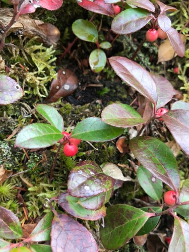 Moqueur — Bild 5