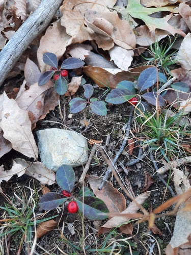 Moqueur — Bild 3