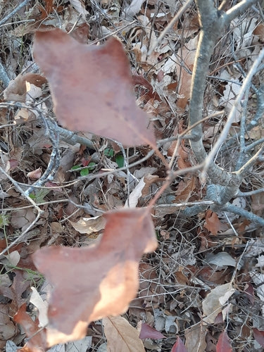Moqueur — Bild 2