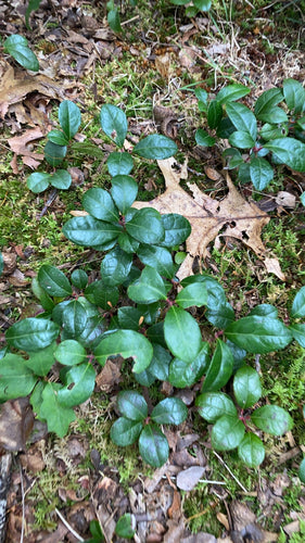 Moqueur — Bild 4