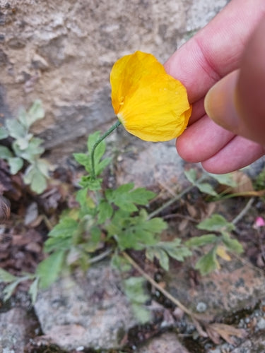 Simili coquelicot — photo 5 sur 9