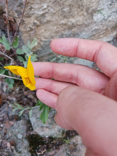 Simili coquelicot — photo 4 sur 9