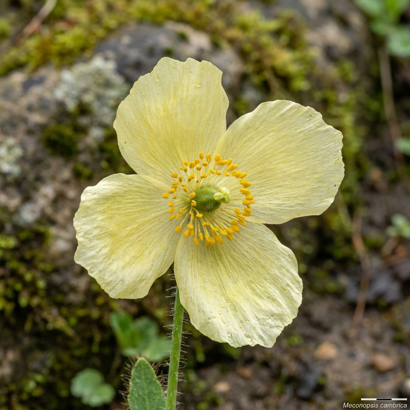 Simili coquelicot