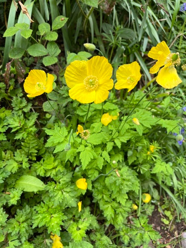 Simili coquelicot — photo 2 sur 9