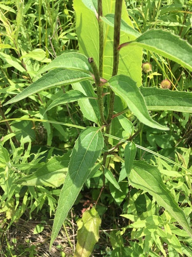 Fausse échinacée — Bild 3