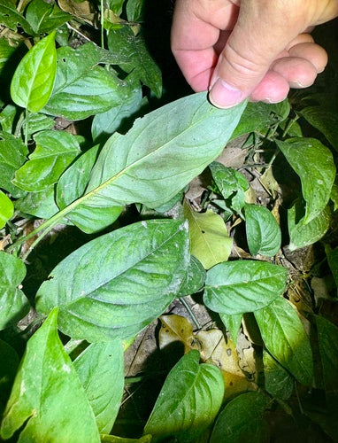 Feuille de fenêtre tordue — Bild 4