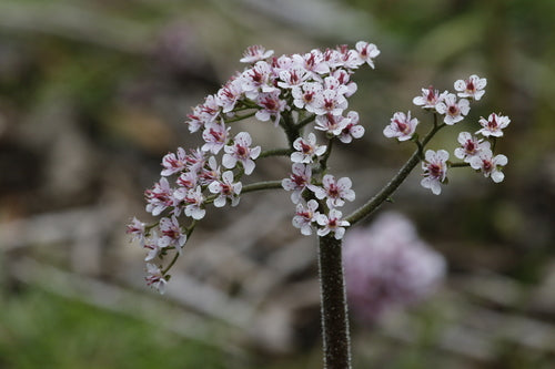 feuille de bouclier — photo 4 sur 9