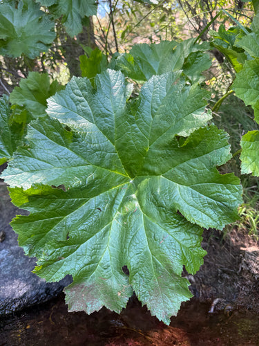 feuille de bouclier — Bild 4