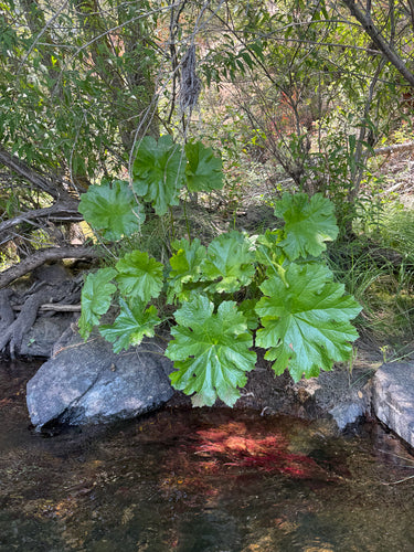 feuille de bouclier — Bild 3