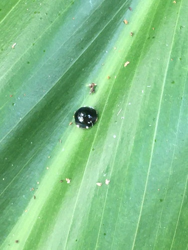 Coccinelle à écailles — photo 1 sur 8