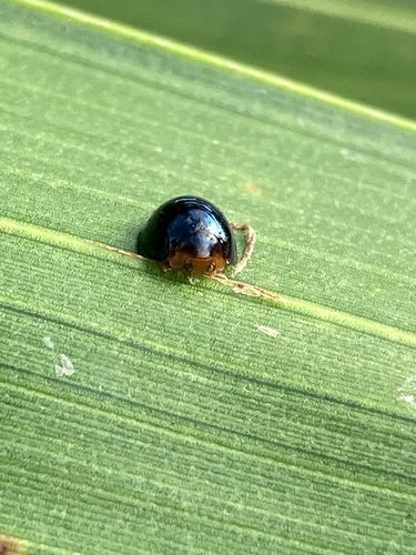 Coccinelle à écailles — Bild 1