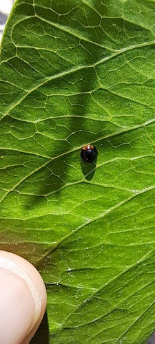 Coccinelle à écailles — Bild 4