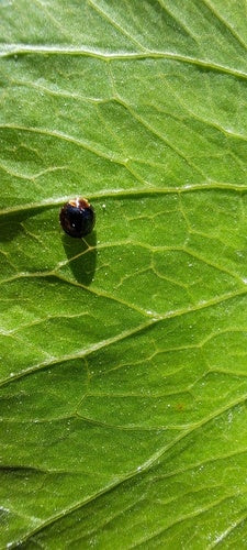 Coccinelle à écailles — Bild 5