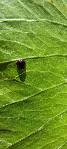 Coccinelle à écailles — Bild 3