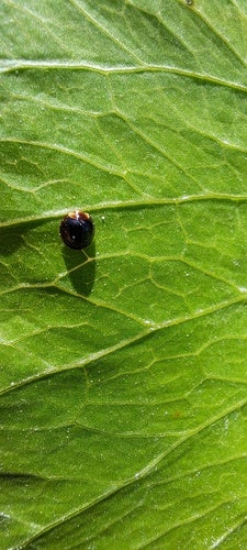 Coccinelle à écailles — Bild 2