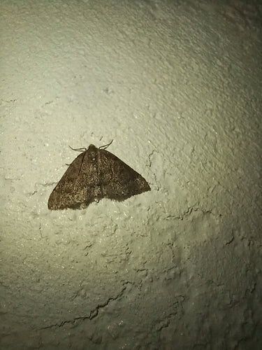 Papillon blanc du prunellier — Bild 2