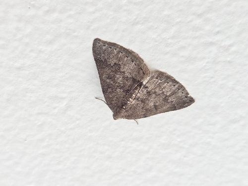 Papillon blanc du prunellier — Bild 5