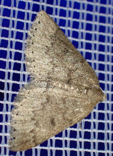 Papillon blanc du prunellier — Bild 3