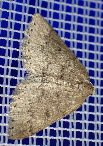 Papillon blanc du prunellier — Bild 4